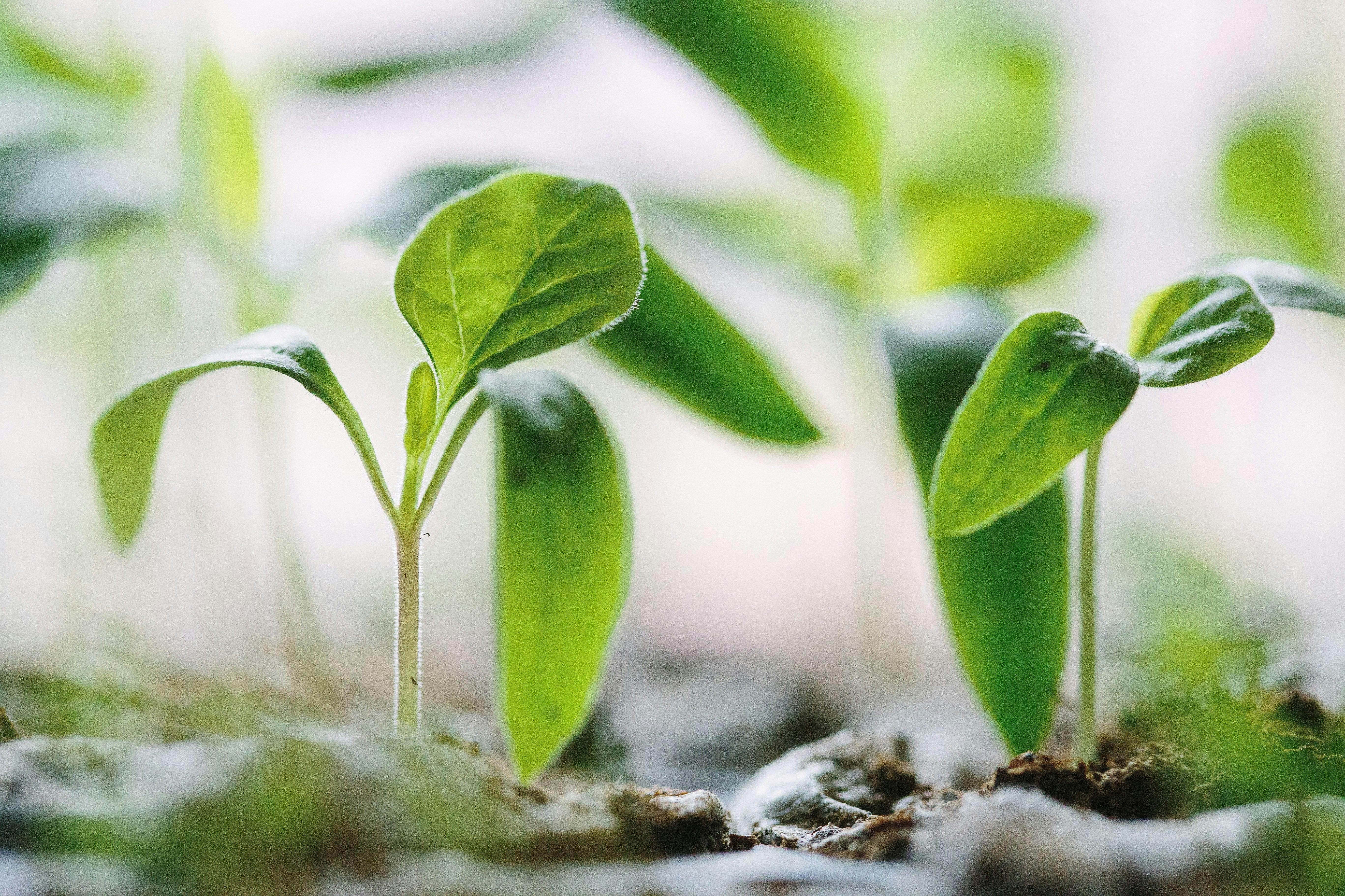 Earth Day: Thoughtful Corporate Gifts with Custom Eco-Friendly Candles